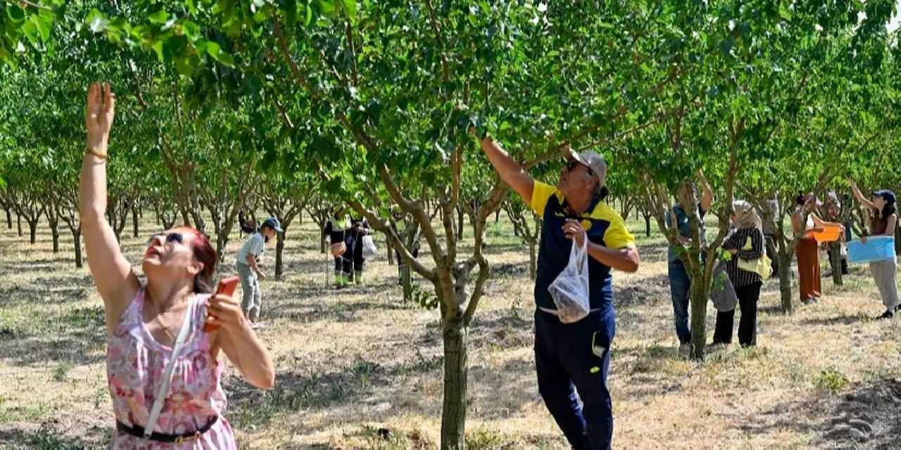 Başkentliler Ata Çiftliği'nde hasat yaptı