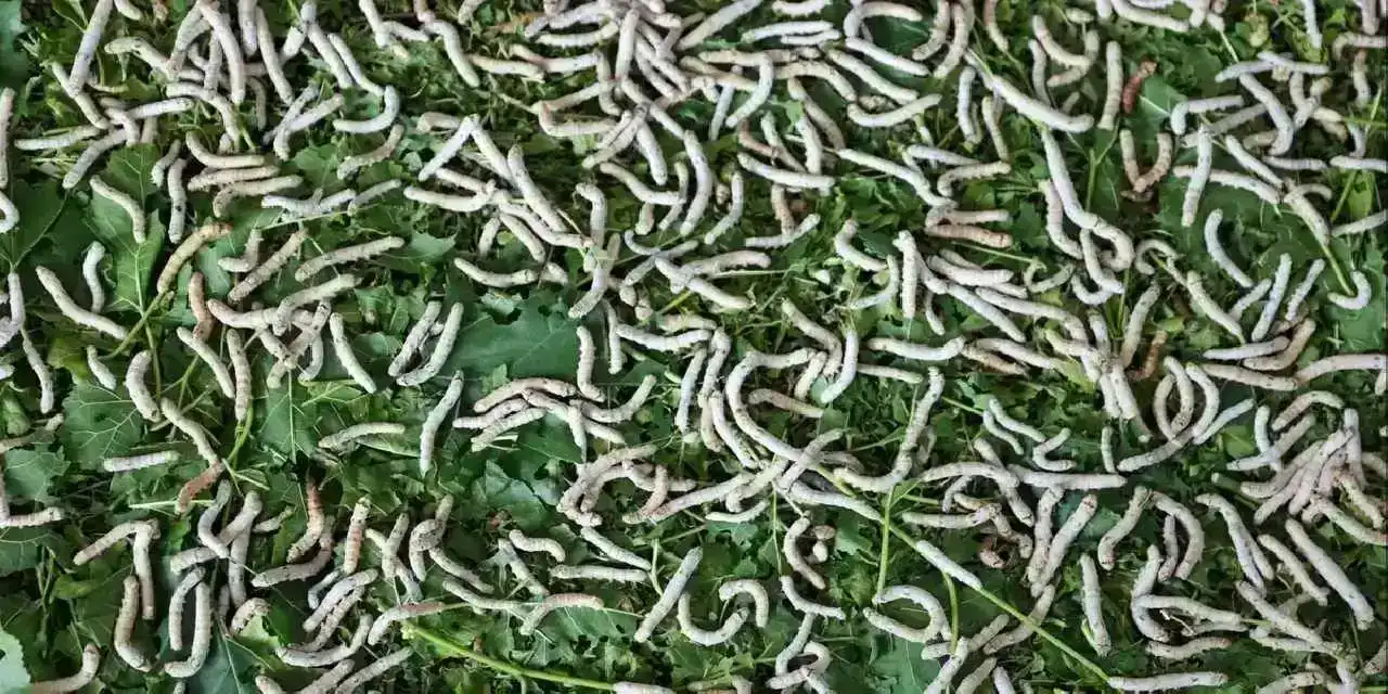 Konya Selçuklu'da ipek böceği yetiştiriciliğine destek