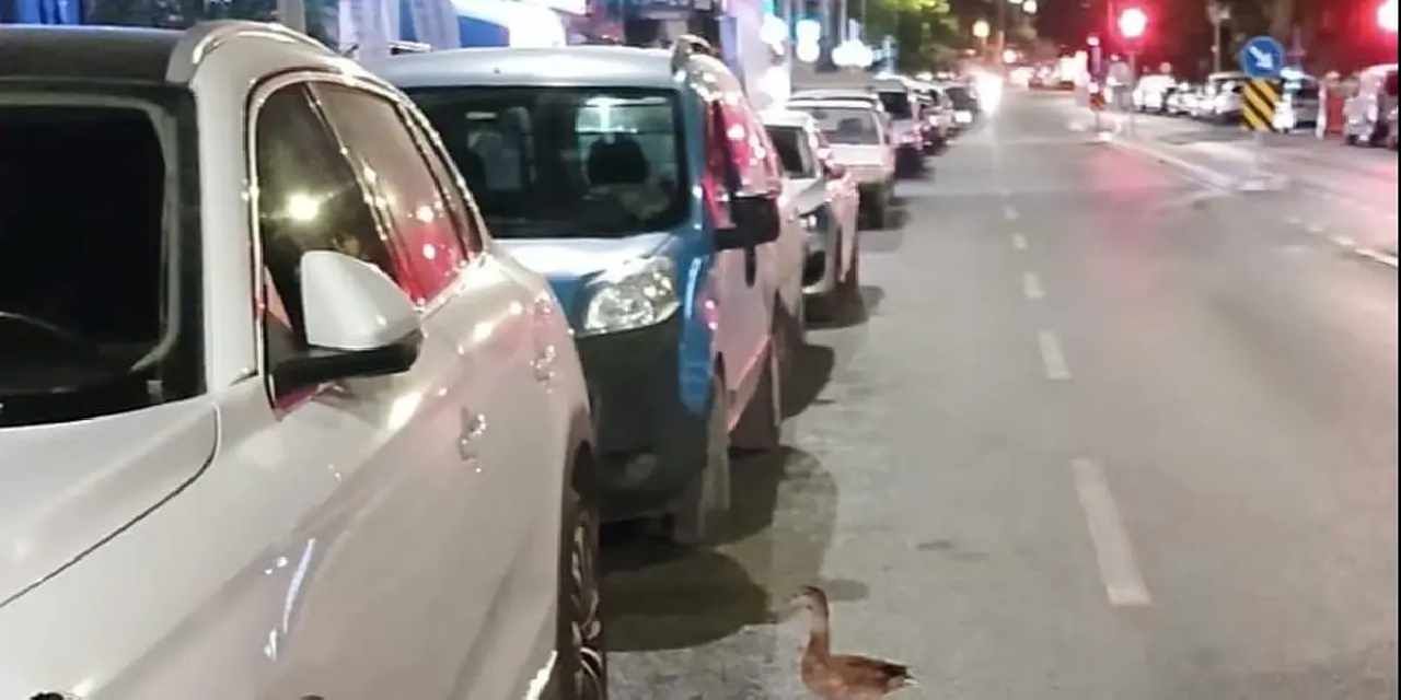 Trafiği durdurup ördeği kurtardılar