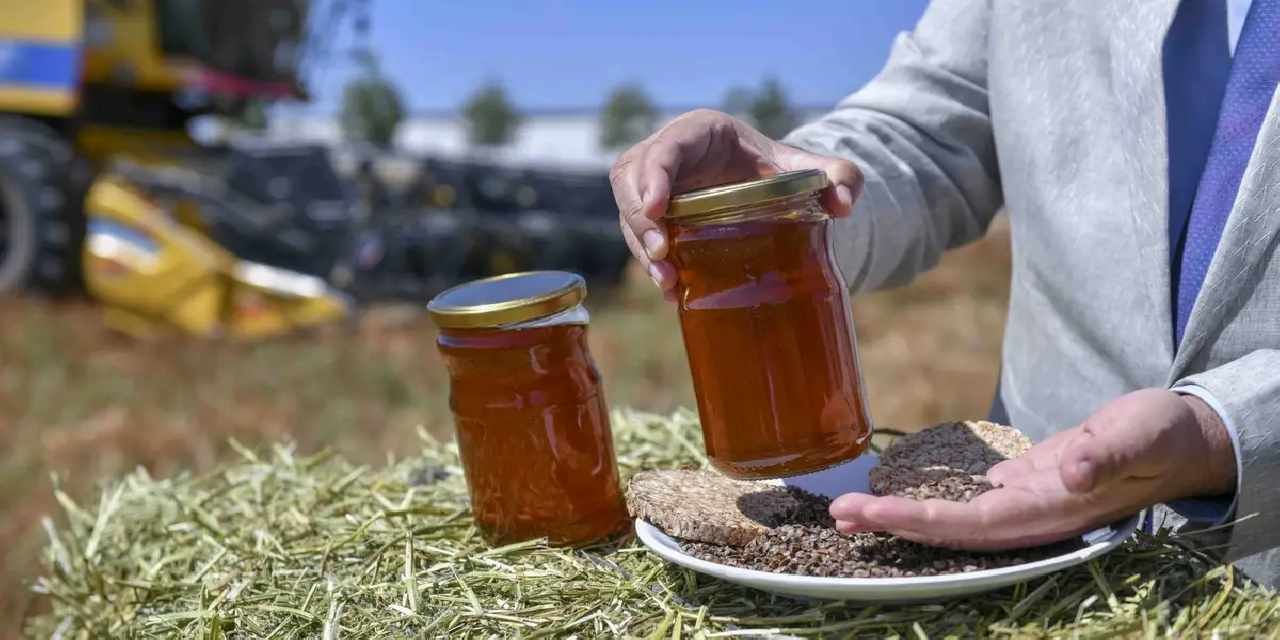 Ankara’da karabuğdayın ilk hasadı yapıldı