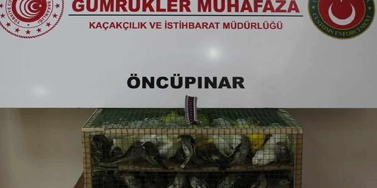 Gümrük Muhafaza'dan kaçakçılığa darbe! 2026'da 58 bin 519 canlı hayvan kurtarıldı