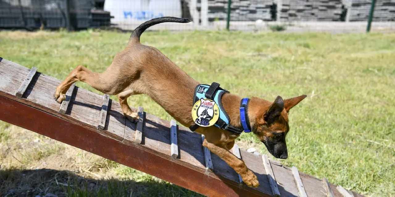 K9 ekipleri Başkent’te 7/24 görevde
