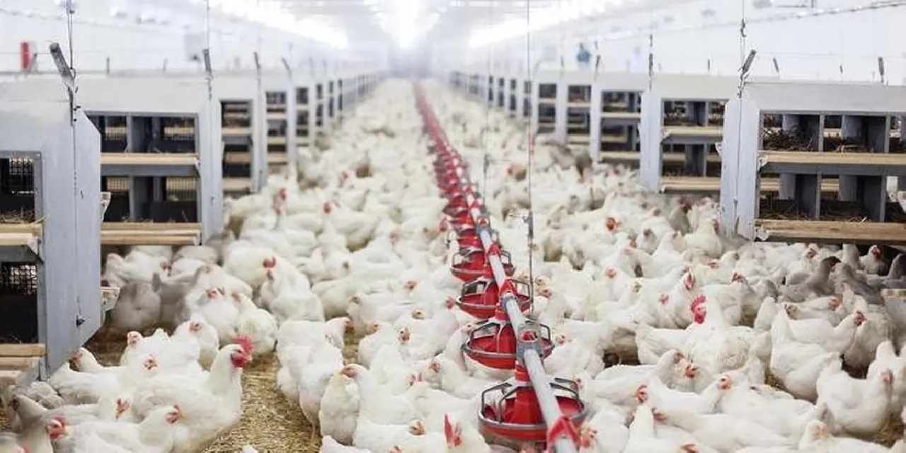 Tavuk eti üretimi Haziran’da yüzde 14,7 arttı