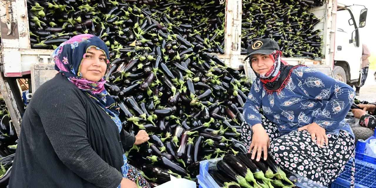 Manisa'da afetzede çiftçinin yüzü gülüyor