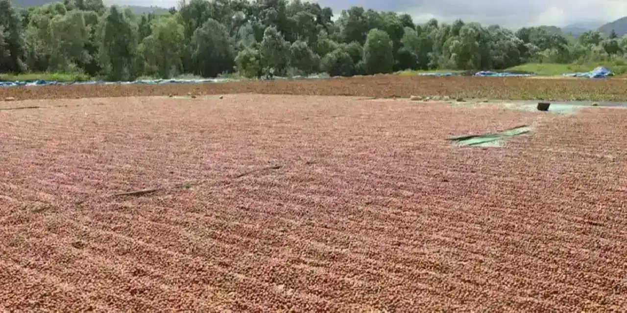 Ordu’da fındık hasadı ve katma değerli üretim