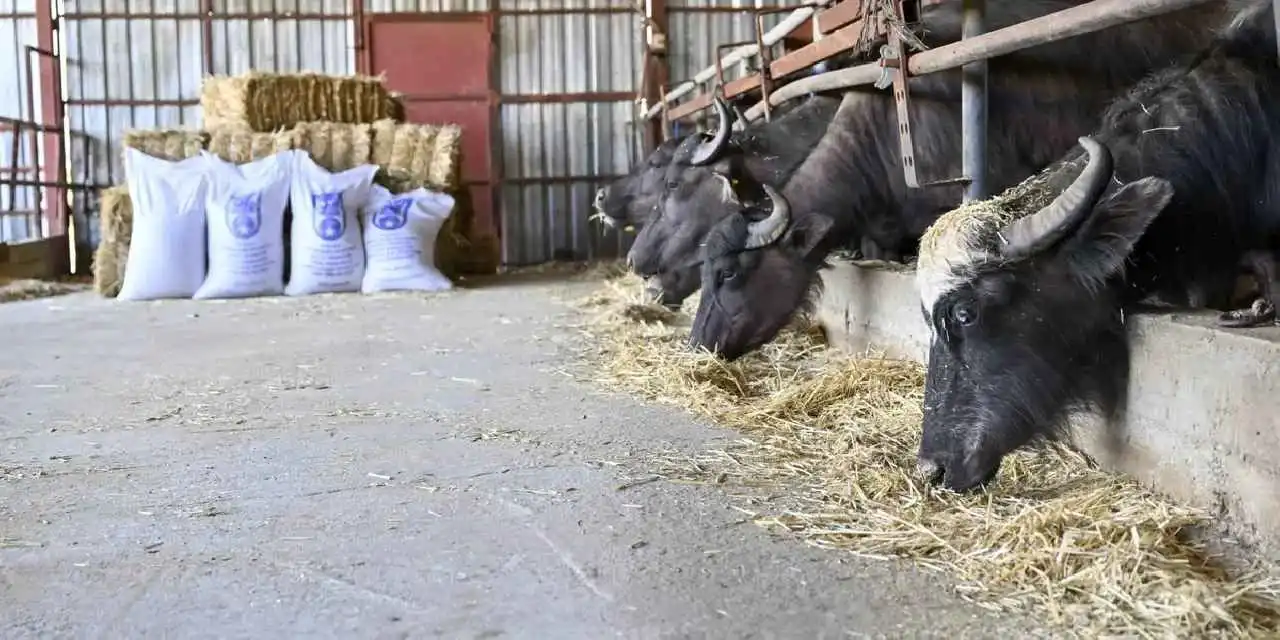 Ankara’da manda yetiştiricilerine ücretsiz yem desteği