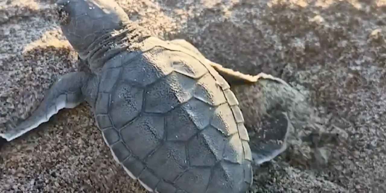 Akyatan’da deniz kaplumbağaları için seferberlik
