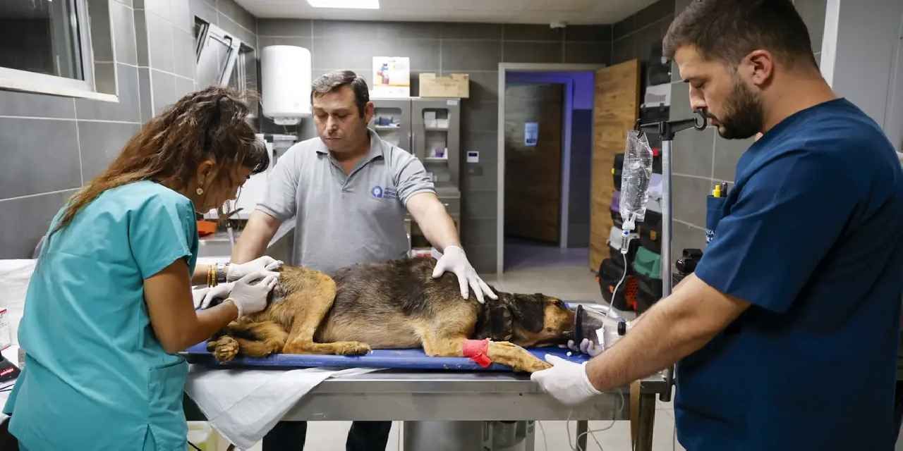 Antalya’da yangında can dostlara seferberlik