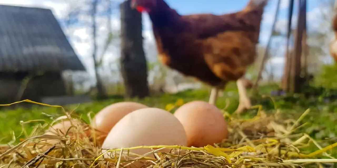 Kümes hayvancılığında üretim arttı! Tavuk yumurtası ve etinde yükseliş
