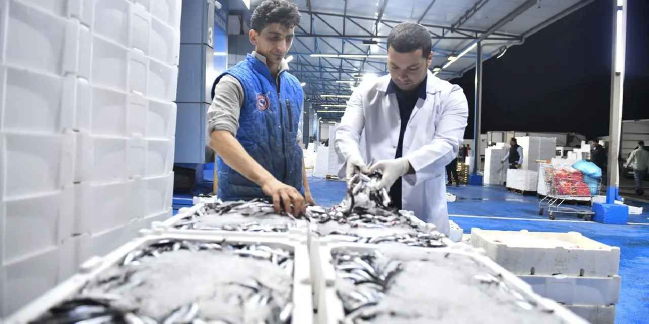 Büyükşehir'den Ankara balık halinde sıkı denetim