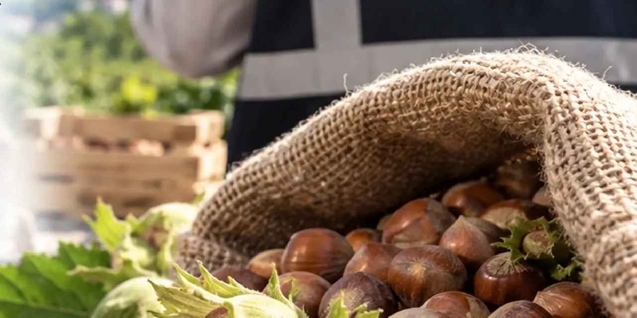 Fındık piyasasında mercek büyütüldü! Ordu ve Giresun’da müfettişler sahada
