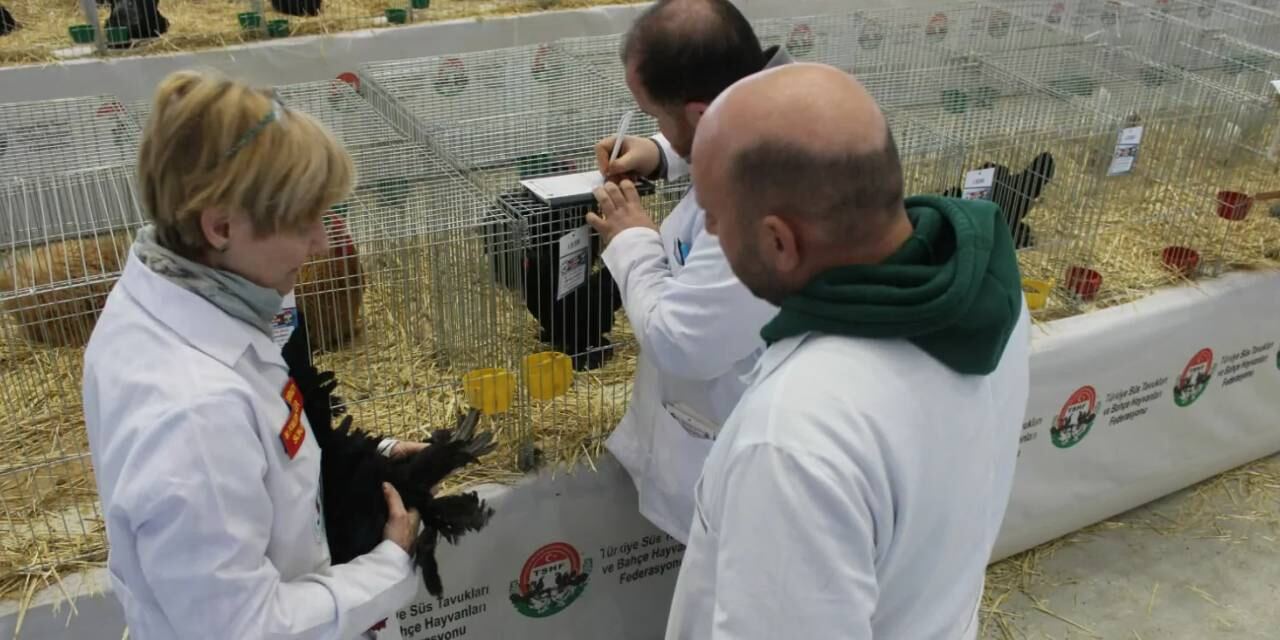 Finike süs tavukları ve milli ırklar gösterisine ev sahipliği yapacak