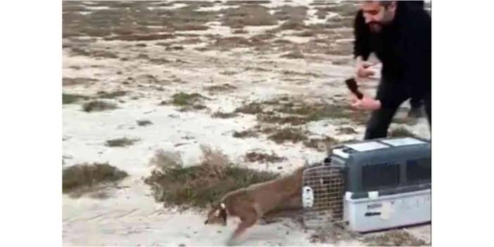 Aydın'da ağır yaralı bulunmuştu... İzmir'den sağlıklı şekilde doğaya salındı