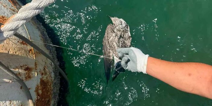 Kanadına misina dolandı... İzmir'den özgürlüğe uçuruldu