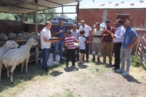 Zara'da canlı hayvan pazarı açıldı