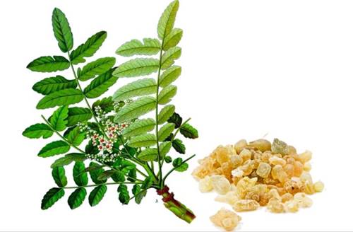 boswellia.jpg